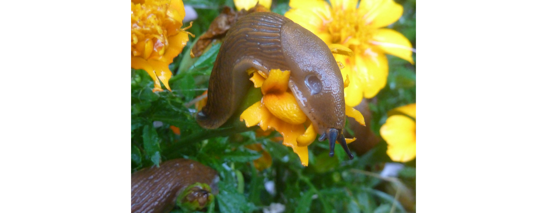 2021. évi 14. növényvédelmi felhívás – Zsigó György